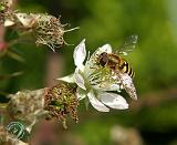 Bramble 9Y051D-019